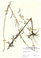 藏品(輪葉沙參)的圖片